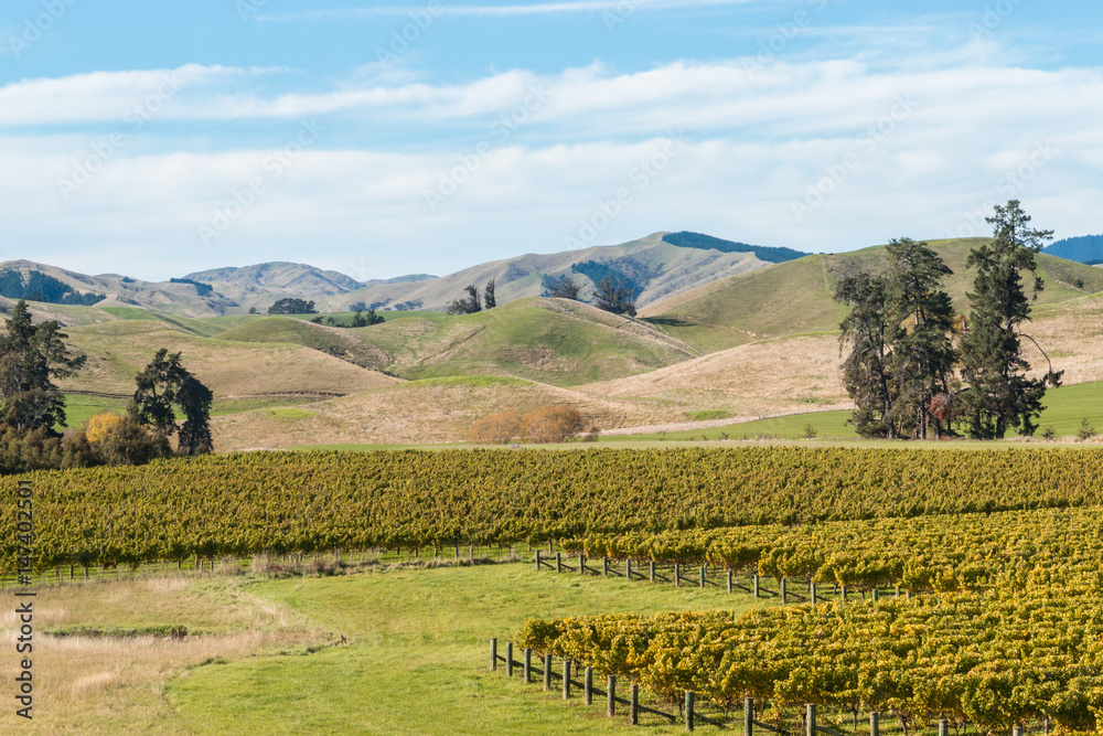 New Zealand countryside with vineyards in autumn