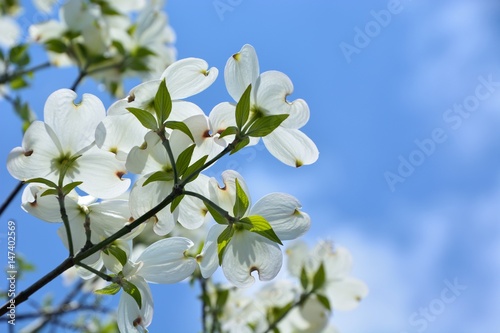 Konstfotografi White blossoms of Flowering dogwood under blue sky