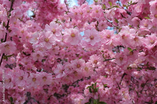 Pink Blossoms in Spring on the Tibetan Plateau  Xining City Qinghai China Asia