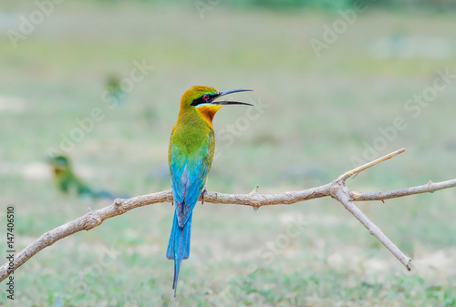  Blue-tailed Bee-eater ,fly,full colour ,Breeding season,