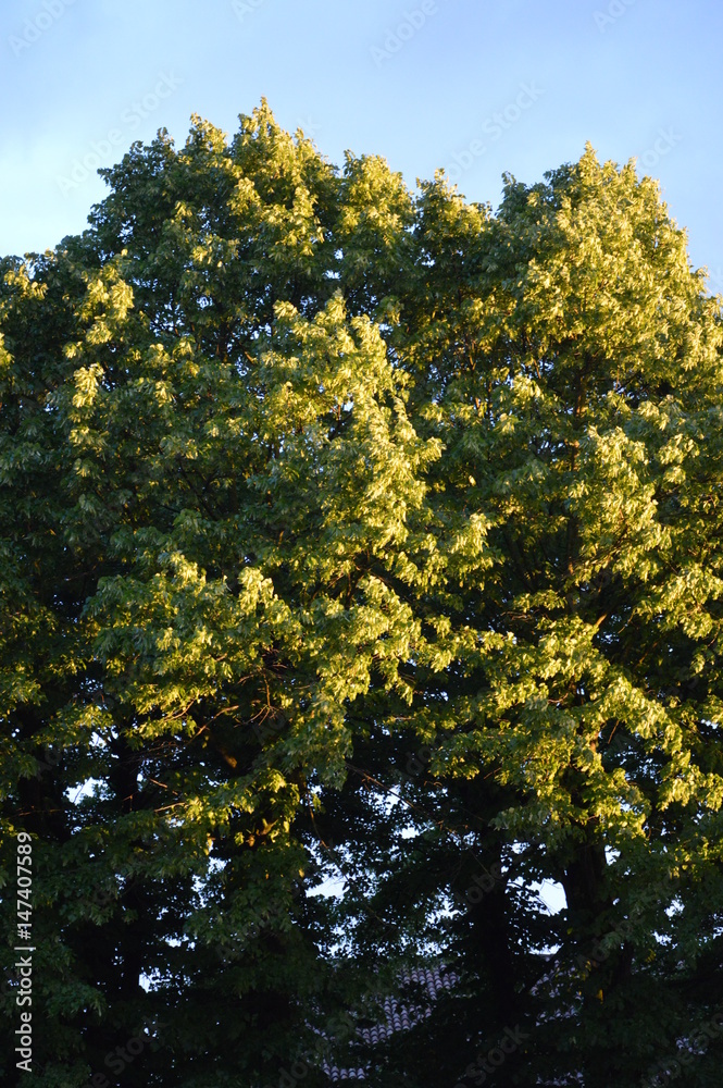 Fototapeta premium tigli al vento dopo temporale