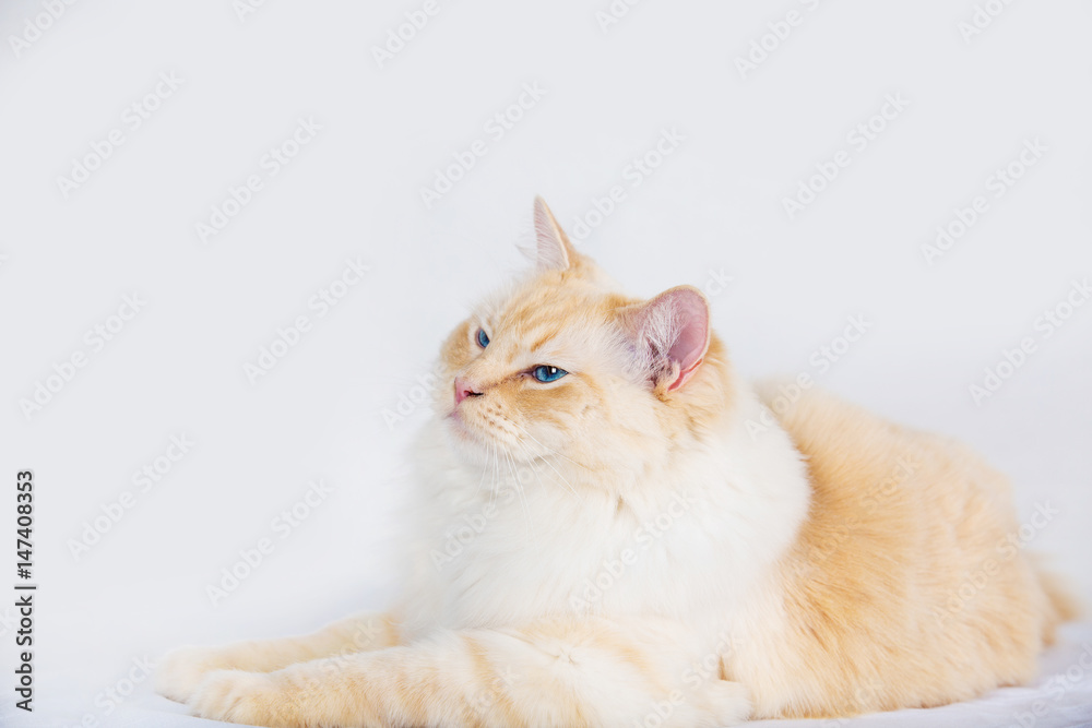 Fototapeta premium Cat sitting down