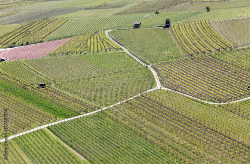 Vineyards in South Tryol