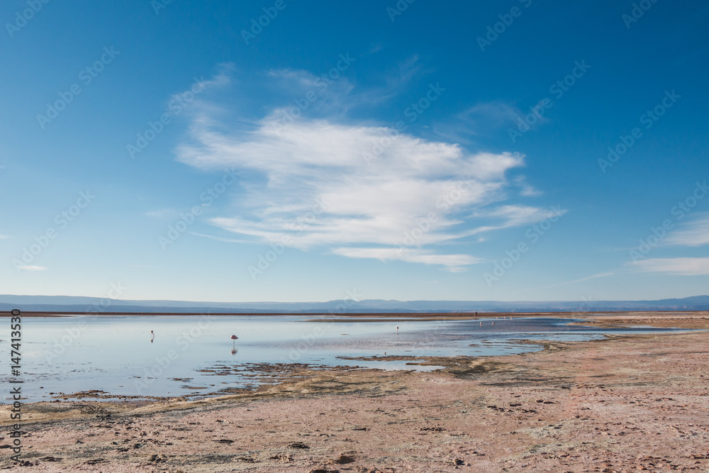 Flamingos at Chaxa Lagoon in Atacama Desert, Chile. Flamingos at Chaxa Lagoon in Atacama Desert, Chile.