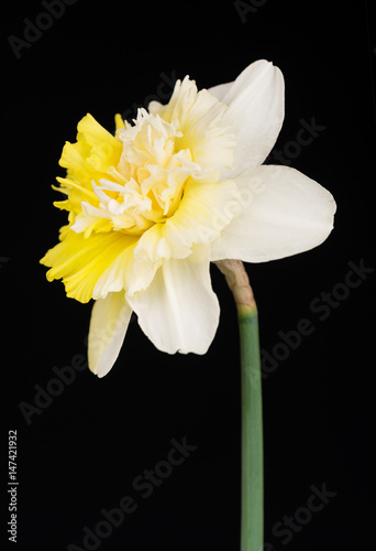 Fototapeta Naklejka Na Ścianę i Meble -  Bright spring narcissus