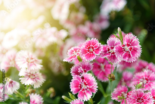 Bild auf Leinwand Beautiful Dianthus flower (Dianthus chinensis) blossoming in the gardern