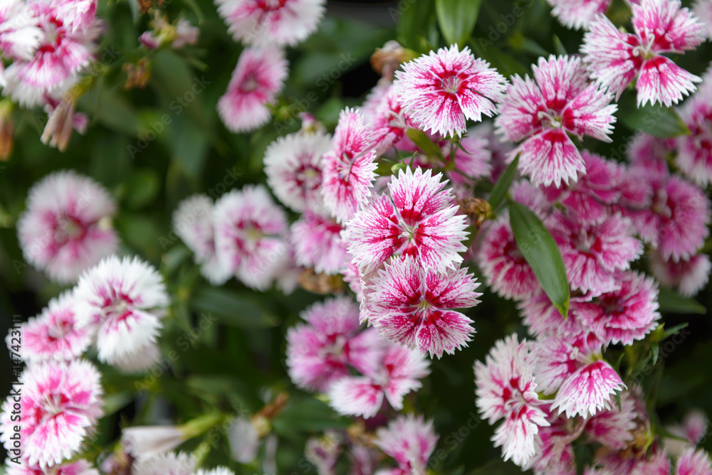 Beautiful Dianthus flower (Dianthus chinensis) blossoming in the gardern Beautiful Dianthus flower (Dianthus chinensis) blossoming in the gardern