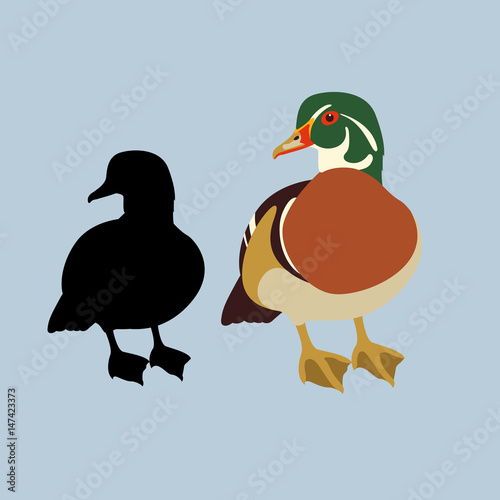 Canvas Print wood duck male  vector illustration style Flat