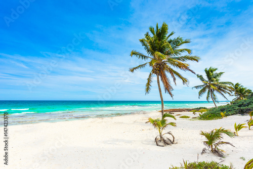Fototapeta Naklejka Na Ścianę i Meble -  Paradise beach with beautiful palm trees - Caribbean sea in Mexico - Riviera Maya