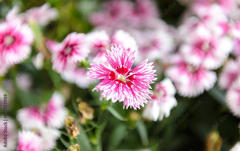 Beautiful Dianthus flower (Dianthus chinensis) blossoming in the gardern