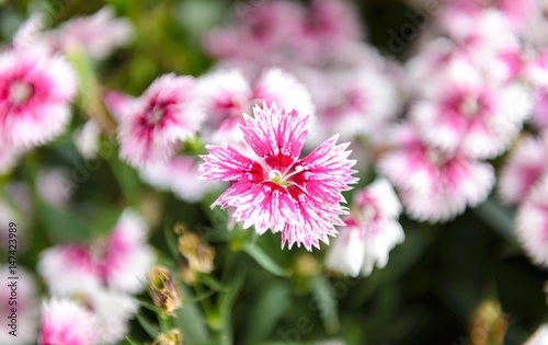 Beautiful Dianthus flower  Dianthus chinensis  blossoming in the gardern