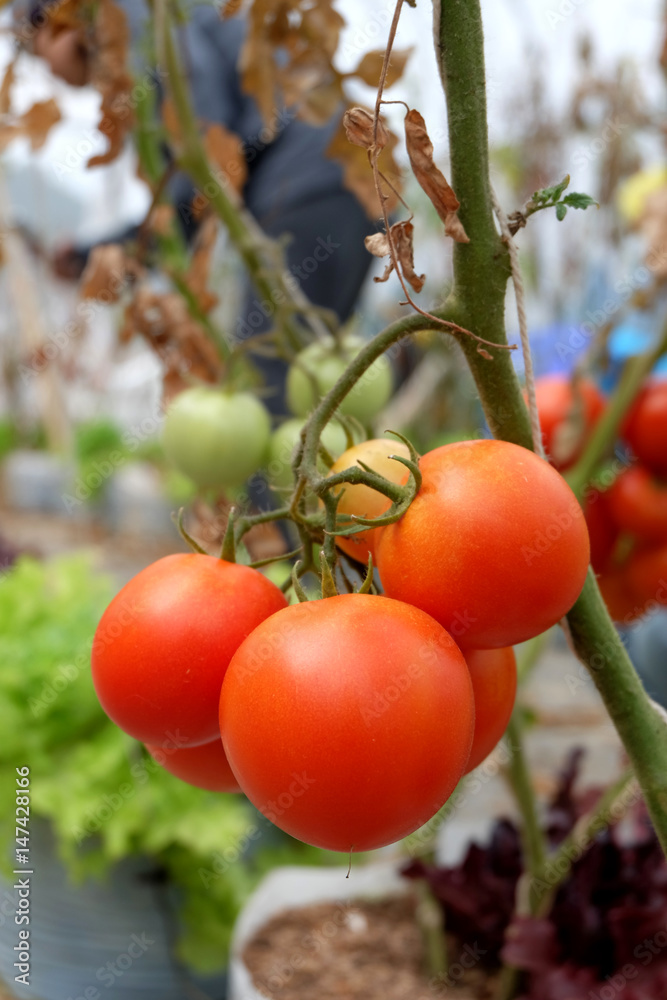 Red fresh Tomato in plant