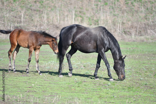 Horses at the farm