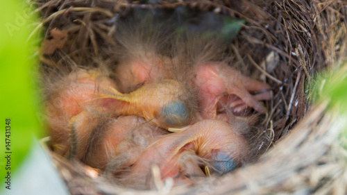 amsel Chicks - tiny newborn Amsel birds Chicks in the nest - close up