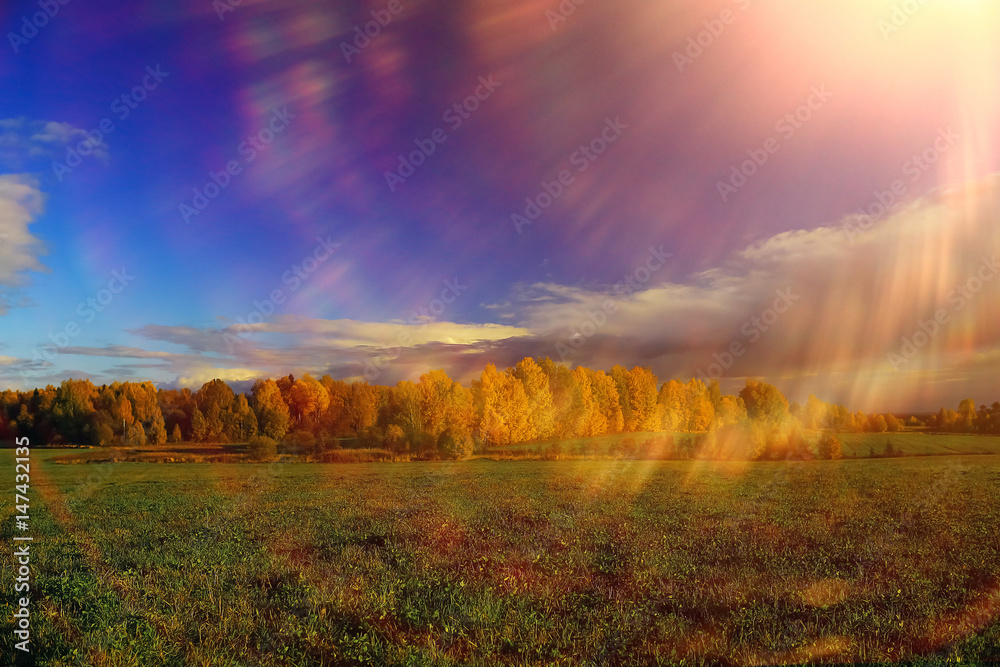 Obraz premium Autumn forest with multicolored foliage