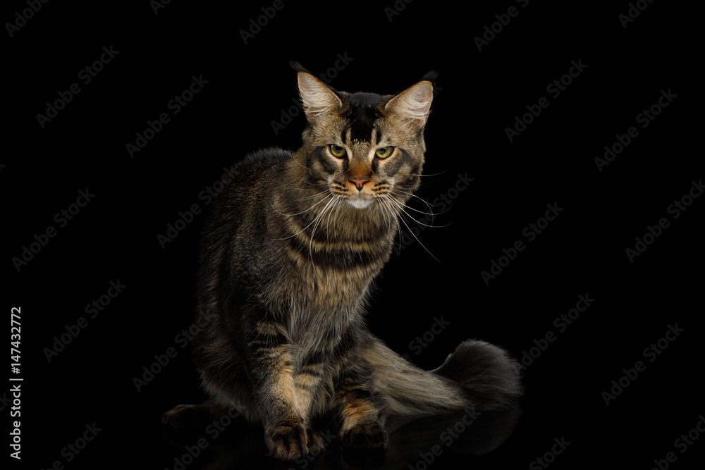 Angry cat looks in front. Stock Photo