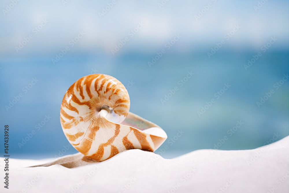nautilus shell on white beach sand and blue seascape background nautilus shell on white beach sand and blue seascape background