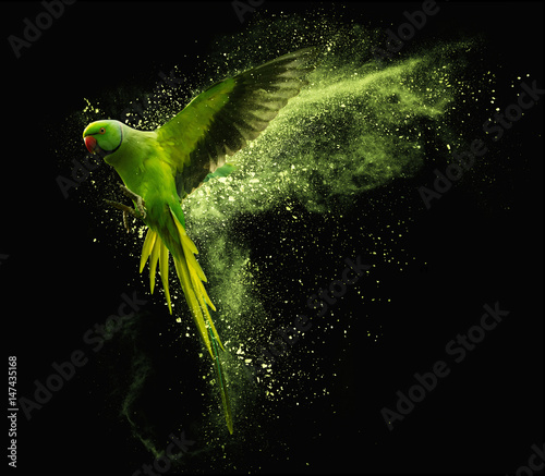 Flying parrot Alexandrine parakeet with colored powder clouds. On black background
