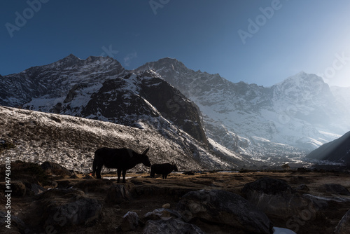 Yaks in Nepal im Licht der untergehenden Sonne © Florian Westermann