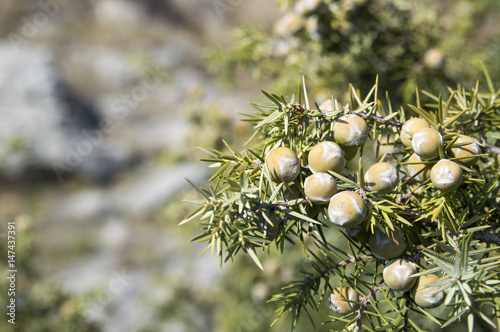 Juniperus oxycedrus Prickly juniper, prickly cedar, cade juniper or cade