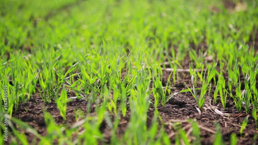 The young sprouts of beer barley, spring sunny morning. The young sprouts of beer barley, spring sunny morning.