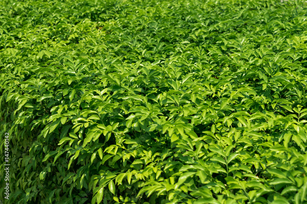 Green leaf bush for fence home decoration, leaf bush background Green leaf bush for fence home decoration, leaf bush background
