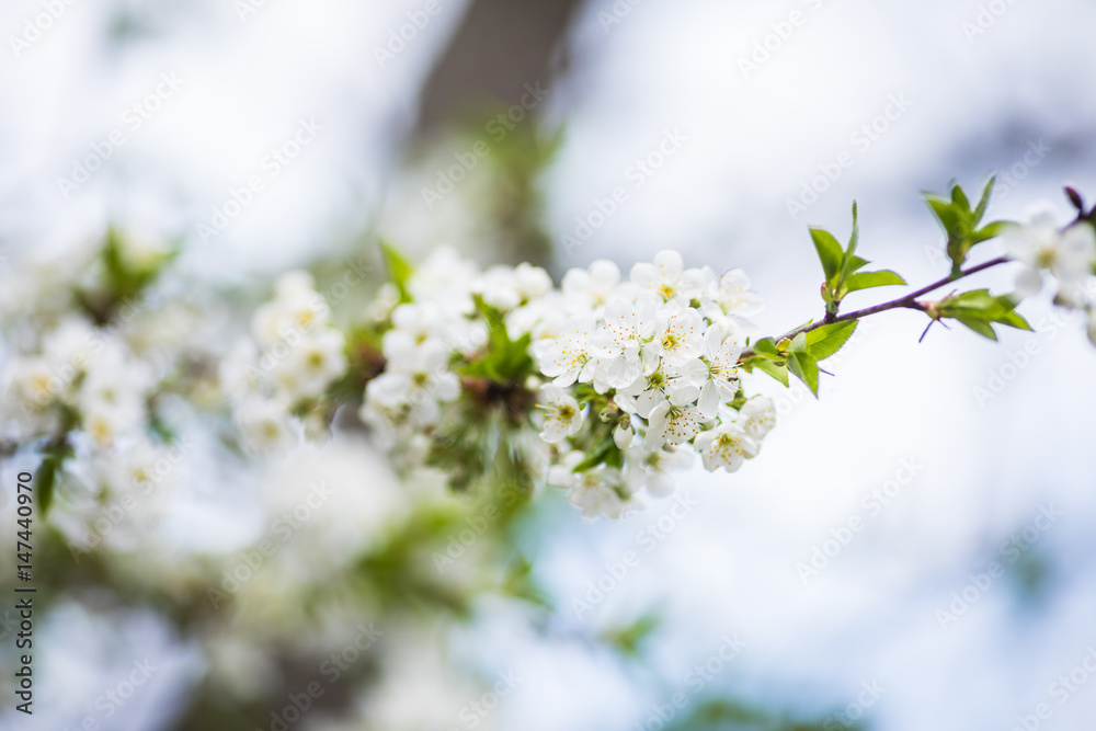 Closeup of blossoming cherry apple trees on a sunny spring day