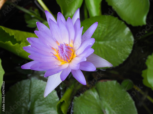 Violet lotus flower. Symbol of  Buddhism.