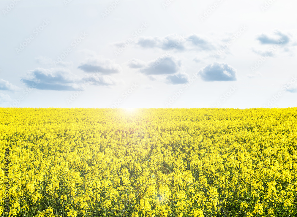 Obraz premium Rapsfeld mit Wolkenhimmel