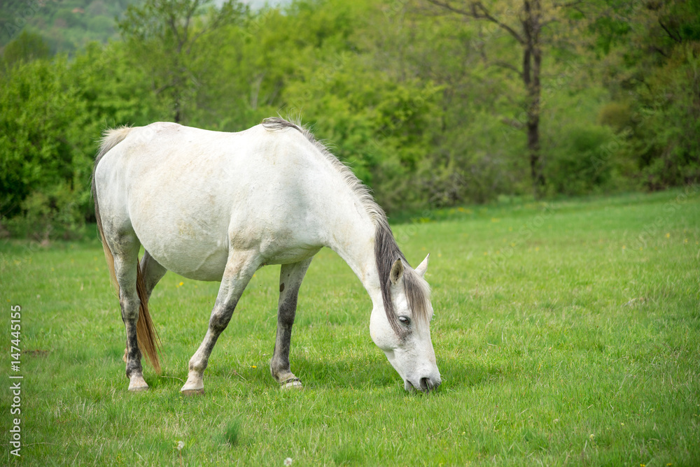 White horse on a pasture