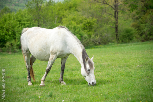 White horse on a pasture