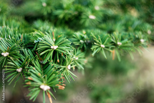 Fir tree branch isolated on neutral background.