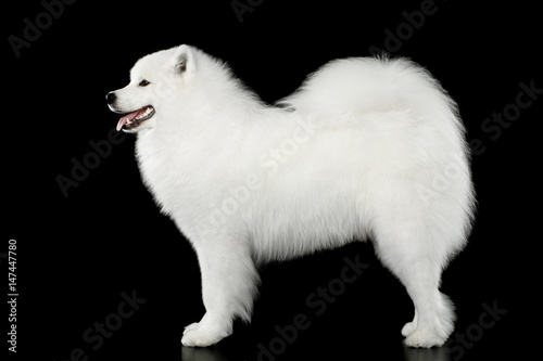 Fototapeta Naklejka Na Ścianę i Meble -  Samoyed Dog Standing side view isolated on Black background