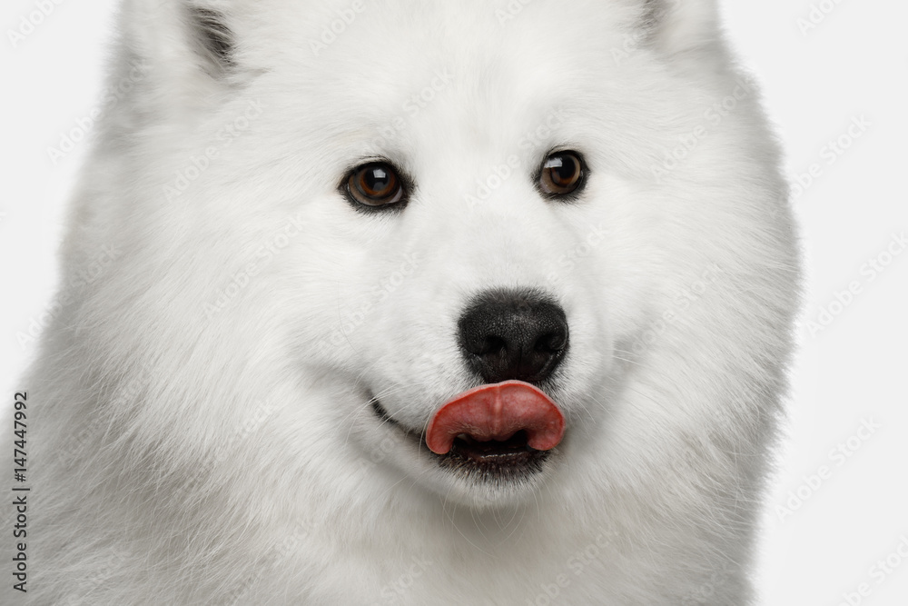 Close-up Portrait of Funny Samoyed Dog showing tongue isolated on White background, front view
