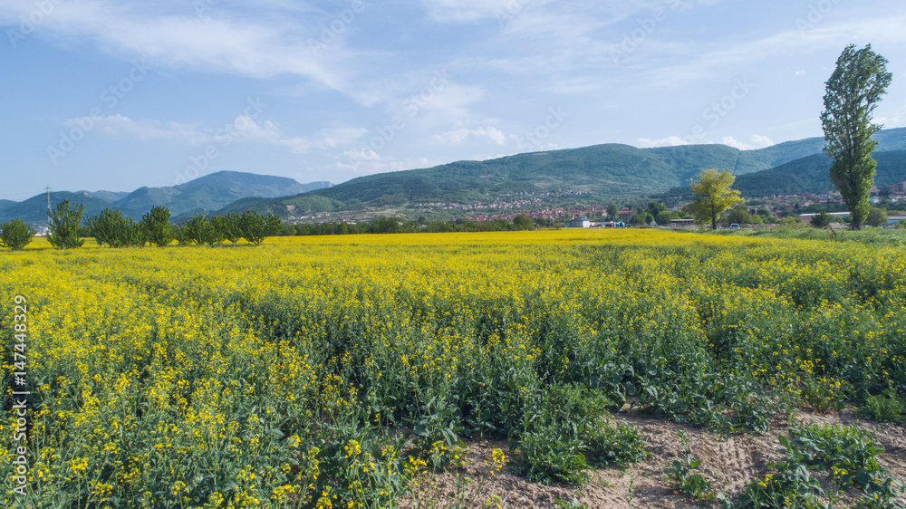 Fototapeta premium Yellow Farming Fields Near A Small Town