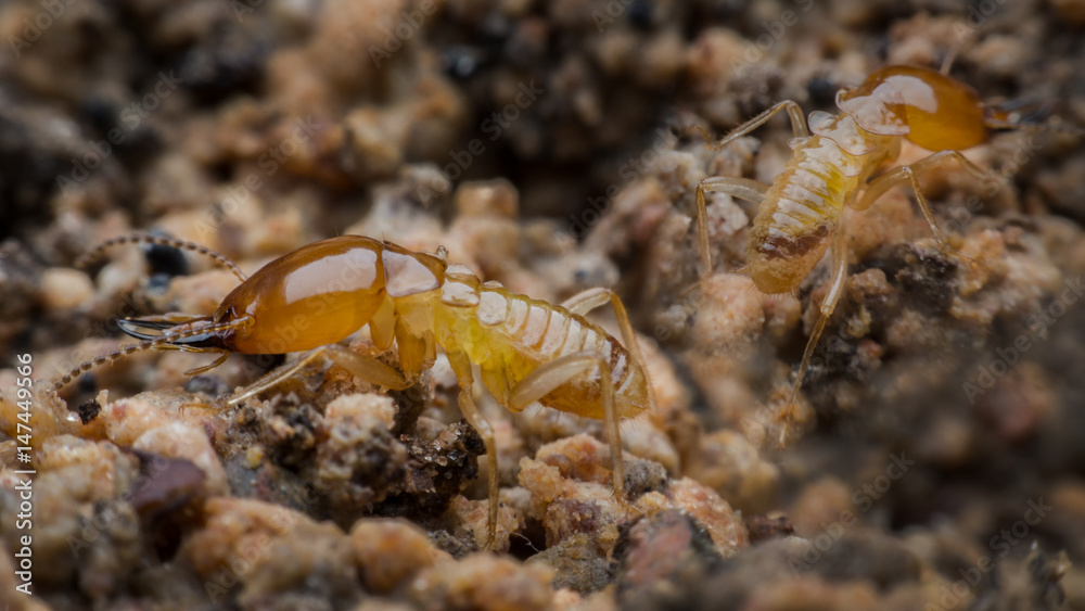 termite termite