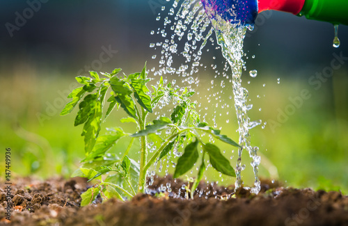 Watering seedling tomato in greenhouse garden