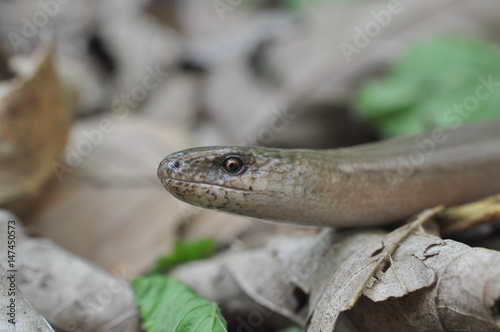 Slow Worm (Anguis fragilis), Legless Lizard in the forest. Slow worm in nature