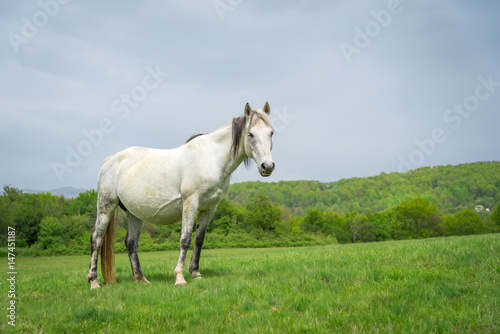 White horse on a nature background © miladrumeva