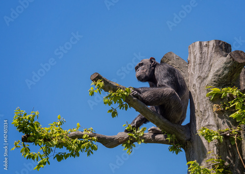 Fototapeta Naklejka Na Ścianę i Meble -  schimpanse, affe auf einem baum