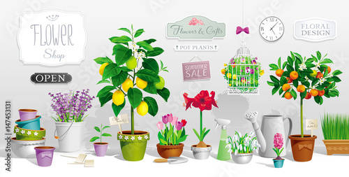 Collection of pot plants
