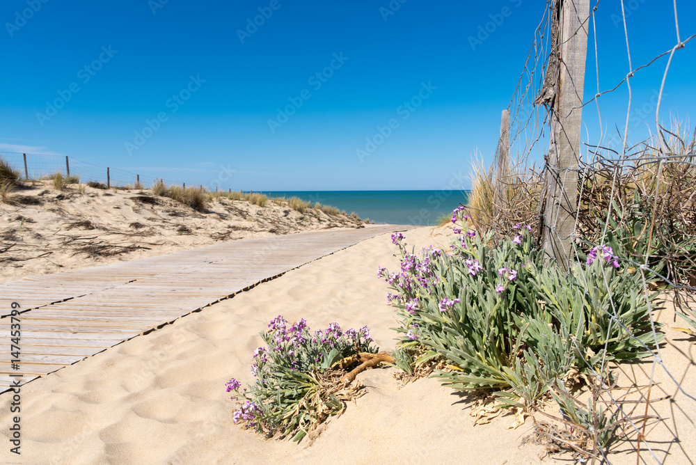 LACANAU - LE PORGE (France), accès à la plage, giroflée des dunes - obrazy, fototapety, plakaty 