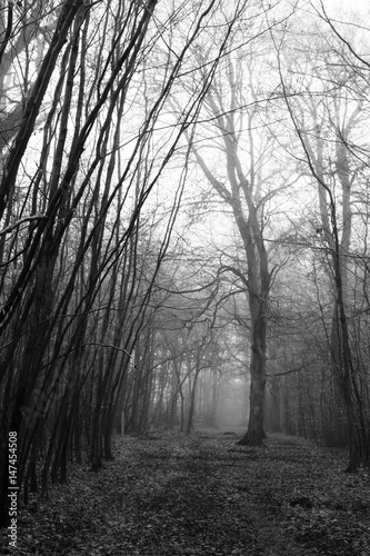 English woodland on a foggy misty morning