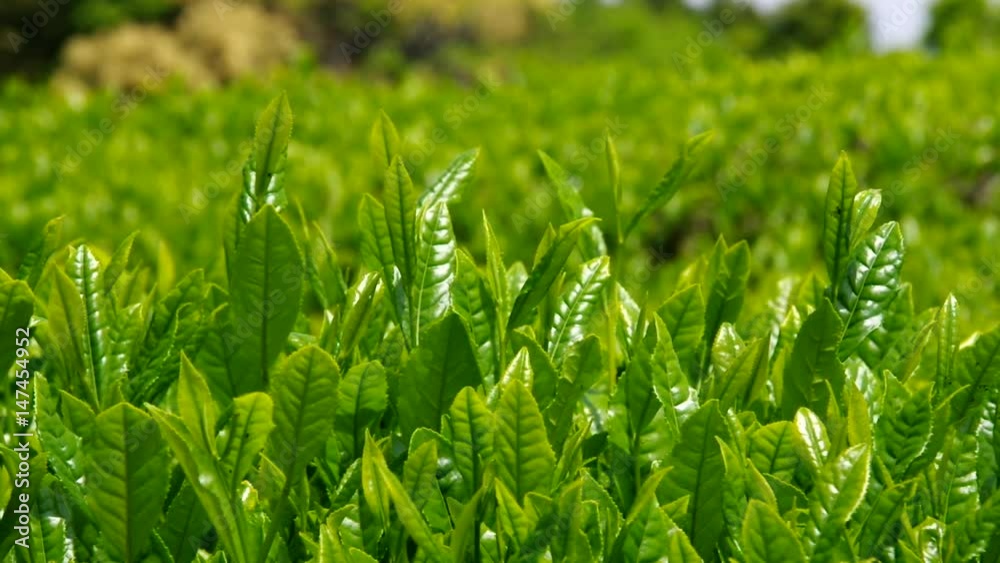 お茶の新芽・嬉野茶(佐賀県) お茶の新芽・嬉野茶(佐賀県)