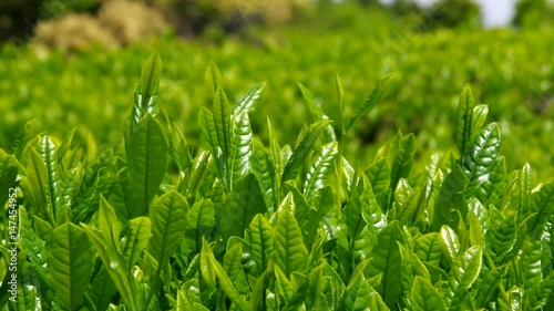 お茶の新芽・嬉野茶（佐賀県）
