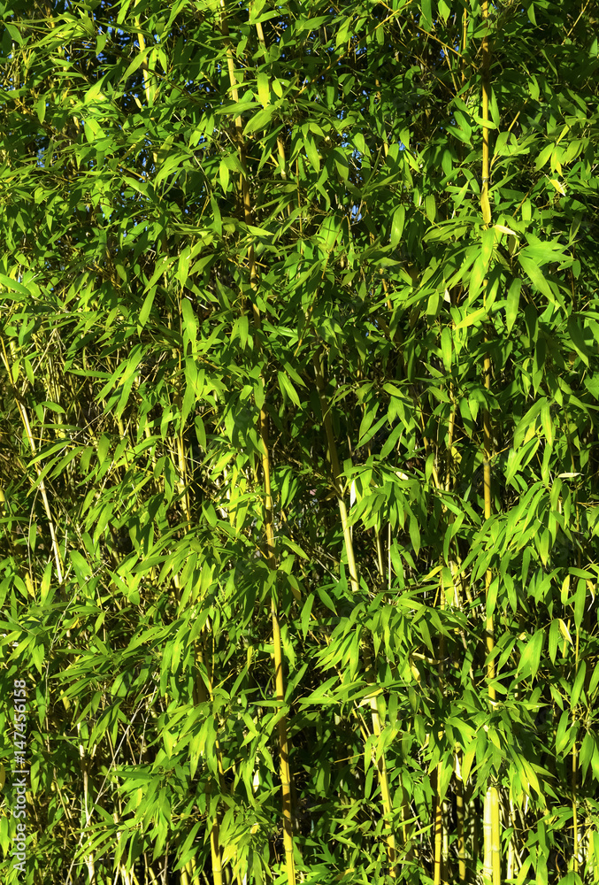 Obraz premium Bambus