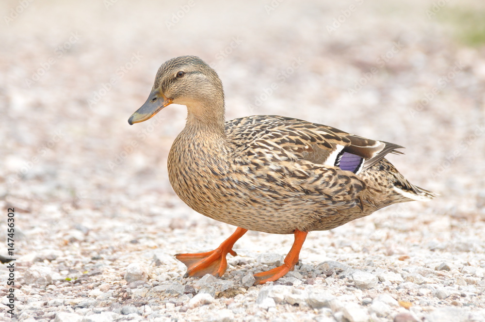 Female Mallard duck, mallard, eurasian wild duck, Anas platyrhynchos