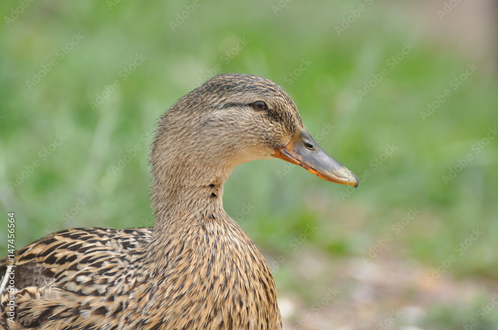 Female Mallard duck, mallard, eurasian wild duck, Anas platyrhynchos Female Mallard duck, mallard, eurasian wild duck, Anas platyrhynchos