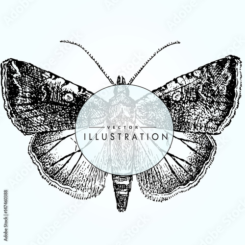 beautiful detailed sketch tattoo butterfly