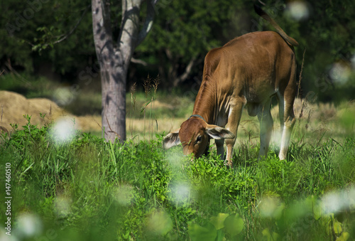 little calf in green grass